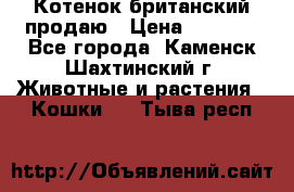 Котенок британский продаю › Цена ­ 3 000 - Все города, Каменск-Шахтинский г. Животные и растения » Кошки   . Тыва респ.